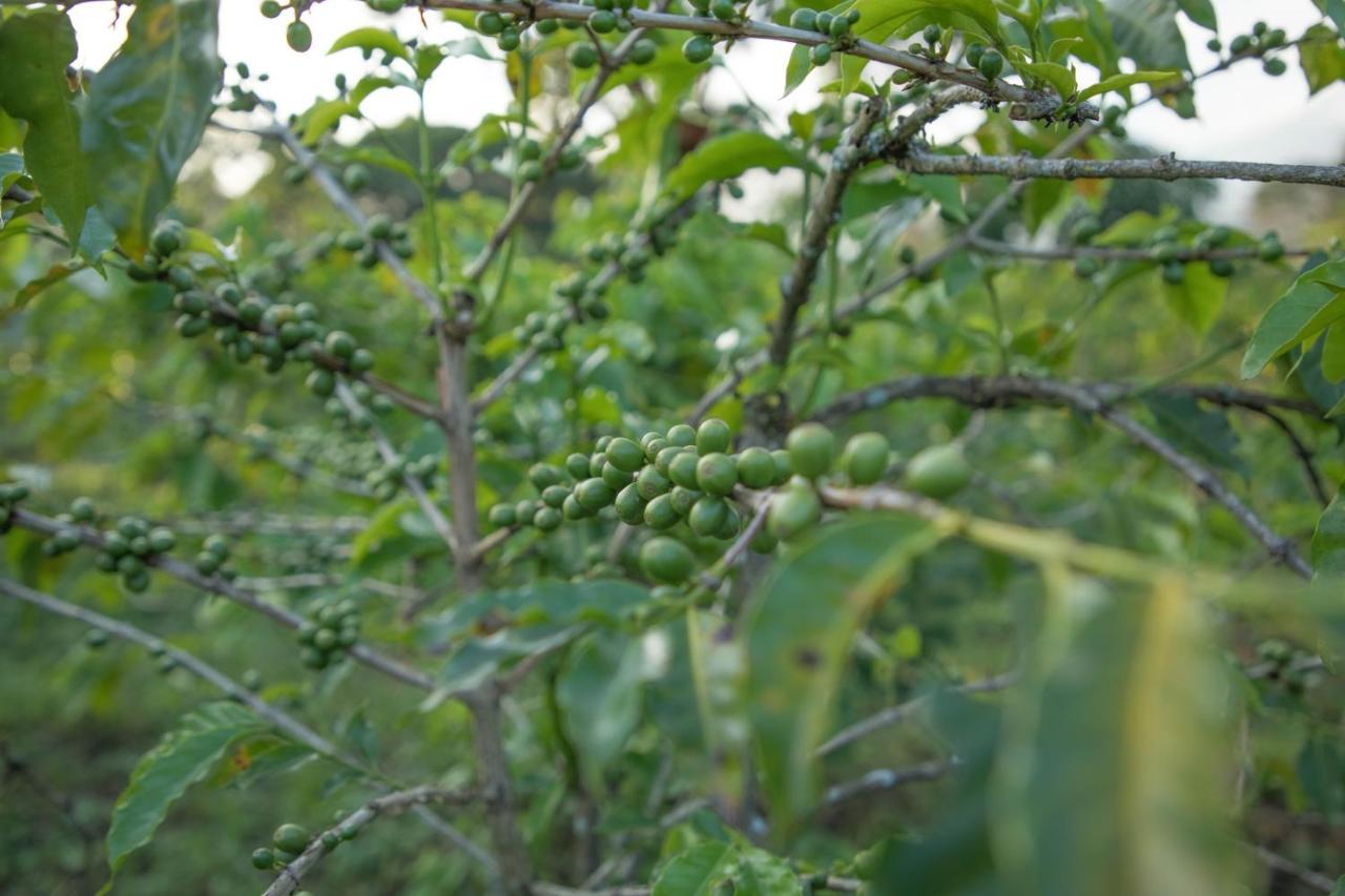 阿鲁沙杜鲁提湖木屋别墅 外观 照片